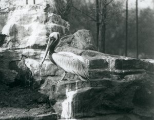 En brun pelikan som står på steiner i London Zoo i juni 1927 av Frederick William Bond
