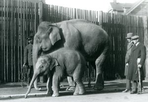 En burmesisk elefant og kalven hennes blir tatt med på tur av vokteren deres, mens to andre menn ser på av Frederick William Bond