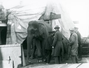 En burmesisk elefant skjermet delvis under en presenning på dekk, med en trener og fire andre menn, på reise til London Zoo i 1927 (s/hv-bilde) av Frederick William Bond