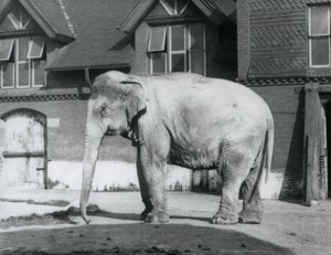 En burmesisk elefant som står utenfor Elephant House, London Zoo av Frederick William Bond