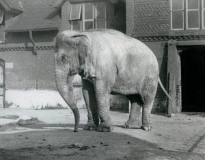 En burmesisk elefant som står utenfor Elephant House i London Zoo i 1929 (s/hv-bilde) av Frederick William Bond