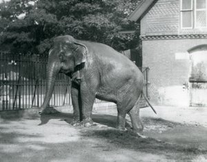 En burmesisk elefant som går ut av et basseng i innhegningen, London Zoo av Frederick William Bond