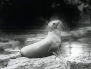 En sjøløve i California sitter på en stein ved siden av bassenget hennes, London Zoo, september 1925 av Frederick William Bond
