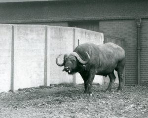 En kappe/afrikansk bøffelokse som står på bar jord, ved siden av betongveggen til innhegningen i London Zoo i 1928 (s/hv-bilde) av Frederick William Bond