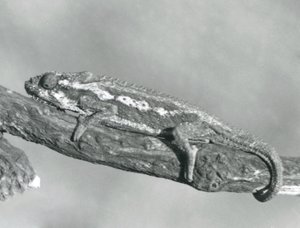 En Cape Dwarf Chameleon som holder på en gren, London Zoo, 1927 av Frederick William Bond