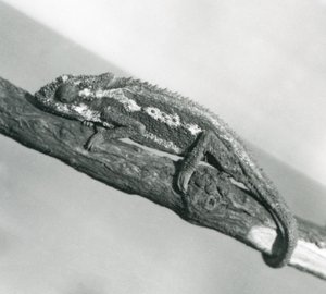 En Cape Dwarf Chameleon som holder på en gren, London Zoo, 1927 av Frederick William Bond
