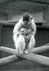 En Capped Langur holder baby mens han sitter på en bjelke. London Zoo, 6. oktober 1913 av Frederick William Bond