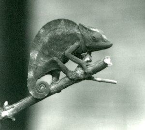 En kameleon som holder fast i enden av en gren, London Zoo, 1927 av Frederick William Bond