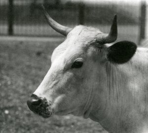 En Chartley-ku i London Zoo, juli 1924 av Frederick William Bond