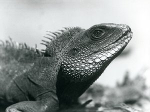 En kinesisk/asiatisk/thailandsk/grønn vanndrage i London Zoo i august 1928 (s/hvitt-bilde) av Frederick William Bond