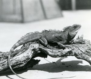 En kinesisk/asiatisk/thailandsk/grønn vanndrage hviler på en tømmerstokk i London Zoo i 1928 (s/hv-bilde) av Frederick William Bond