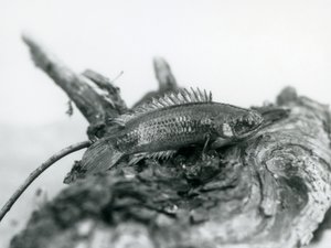 En klatreabbor hviler på en død gren, ute av vannet i London Zoo i september 1928 av Frederick William Bond