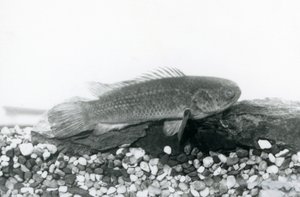 En klatreabbor hviler på steiner og grus i bunnen av tanken, i vann ved London Zoo i september 1928 av Frederick William Bond