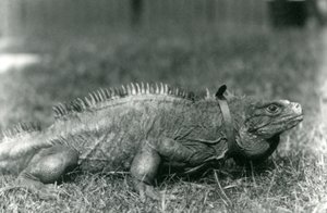 En Clouded Rock Iguana, iført en krage, gående på en plen i London Zoo, juli 1924 av Frederick William Bond