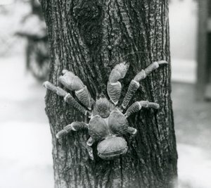 En kokosnøttrøverkrabbe som klatrer i et tre, London Zoo, 1927 av Frederick William Bond