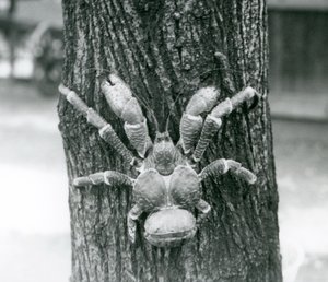 En kokosnøttkrabbe, eller røverkrabbe, klatrer i et tre, London Zoo, juli 1927 av Frederick William Bond