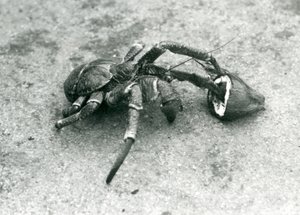 En kokosnøtt, eller røverkrabbe, som spiser kokosnøtt, London Zoo, juli 1927 av Frederick William Bond
