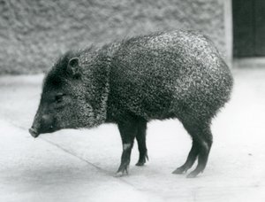 A Collared Peccary i London Zoo, 1927 av Frederick William Bond