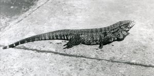 En CommonGoldGoldenBlackColumbian Tegu eller Tiger Lizard i London Zoo i august 1926 av Frederick William Bond