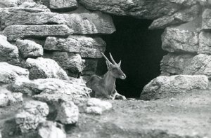 En vanlig eland som hviler i inngangen til lyet hans blant steinene i Eland/Antelope Paddock, London Zoo i 1929 (s/hv-bilde) av Frederick William Bond