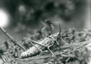 A Common Milkweed Locust i London Zoo, mai 1927 av Frederick William Bond
