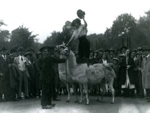 En cowgirl står over to lamaer under et besøk i London Zoo, i 1924 av Frederick William Bond