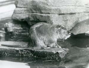En Coypu sitter på en steinete avsats i et basseng i innhegningen i London Zoo, februar 1928 (s/hv-bilde) av Frederick William Bond