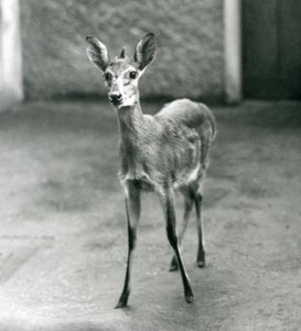 En kronet Sahel-vestafrikansk Bush Duiker i London Zoo i august 1927 av Frederick William Bond