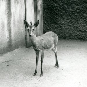 En kronet Sahel-vestafrikansk Bush Duiker i London Zoo i august 1927 av Frederick William Bond