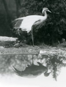 En Demoiselle Crane stående, på ett ben, med sin speillignende refleksjon i bassenget nedenfor, London Zoo av Frederick William Bond