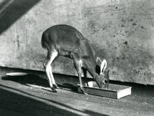 En Duiker som fôrer fra et brett på bakken, London Zoo, juli 1925 av Frederick William Bond
