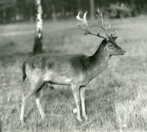 En dådyrbukk i London Zoo i oktober 1924 av Frederick William Bond