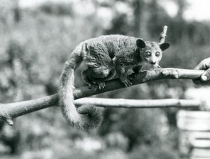 En Galago som går langs en gren som holdes av en keeper, London Zoo av Frederick William Bond