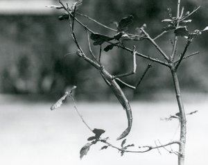 Et gigantisk pinneinsekt kamuflert på en kvist i London Zoo i 1923 av Frederick William Bond