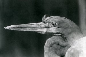 En Goliath Heron i London Zoo i 1924 av Frederick William Bond