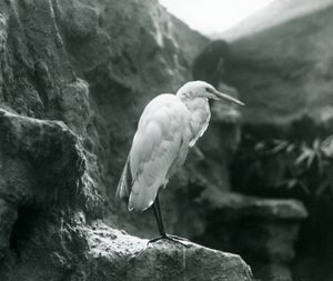 En Great Common Egret eller Great White Heron stående på en stein i London Zoo i september 1927 av Frederick William Bond