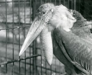 En større adjutantstork ved London Zoo i juli 1925 av Frederick William Bond