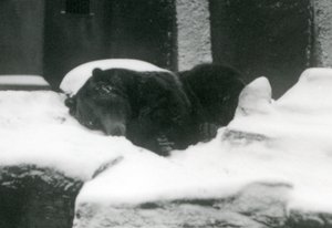En Grizzly Bear sover i snøen, London Zoo, 1924 av Frederick William Bond