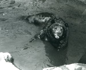 En Grizzly Bear bader i bassenget i London Zoo i 1924 av Frederick William Bond