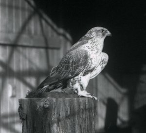 En Gyrfalcon hviler på en tømmerstokk, London Zoo, desember 1925 av Frederick William Bond