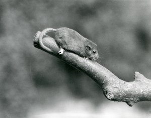 En Hassel/Common Dormouse på en gren, London Zoo av Frederick William Bond