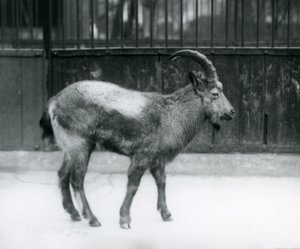 En steinbukk fra Himalaya som står ved London Zoo, 1927 av Frederick William Bond