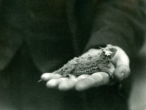 A Horned Lizard hviler i sin vokterhånd, London Zoo, april 1923 (bw-bilde) av Frederick William Bond