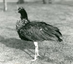 En Horned Screamer stående på gress i London Zoo i september 1927 av Frederick William Bond