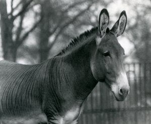 En hybrid sebra i London Zoo i juli 1924 av Frederick William Bond