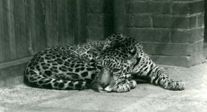 En Jaguar hviler i London Zoo i juni 1924 av Frederick William Bond
