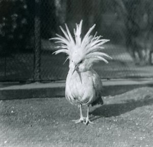 En Kagu eller Cagu som viser frem sine toppfjær i London Zoo, juni 1921