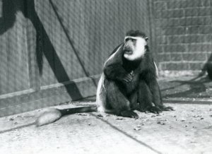 En Kikuyu svart-hvitt Colobus-ape sitter i innhegningen i London Zoo i juli 1925 av Frederick William Bond