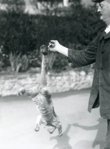 En Kinkajou hengt opp ned, fra en keeperfinger, ved sin gripende hale, London Zoo, september 1925 av Frederick William Bond