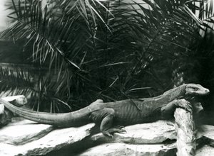 En Komodo DragonMonitor hviler nakken og forbena opp mot en tømmerstokk i London Zoo i juni 1927 av Frederick William Bond